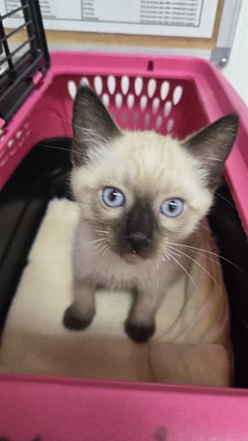 Adoptable Cat