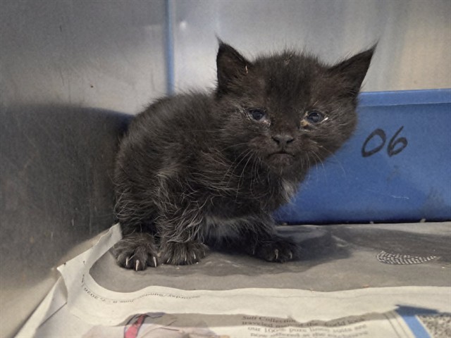 Adoptable Cat