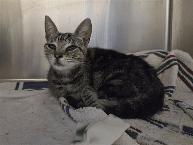 Adoptable Cat