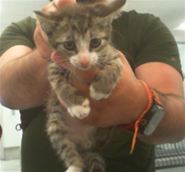 Adoptable Cat
