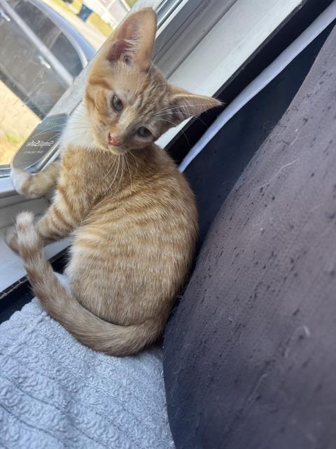 Nugget