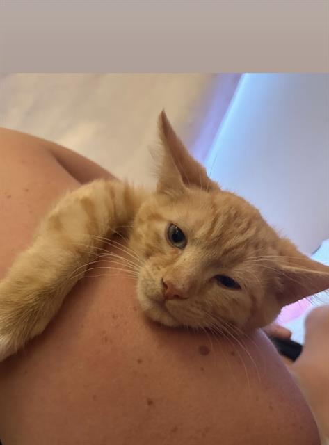 Simba