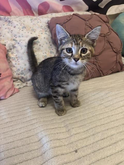 Hazel