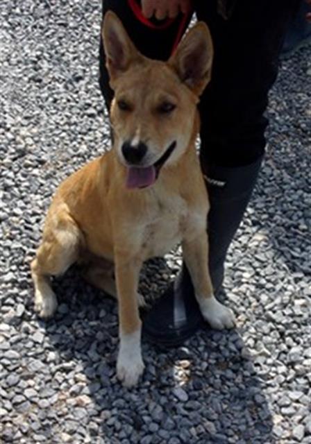 Dingo