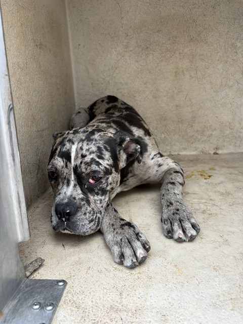 Adoptable Dog
