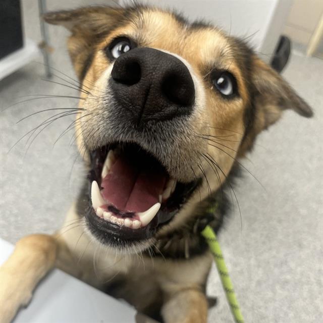 Adoptable Dog
