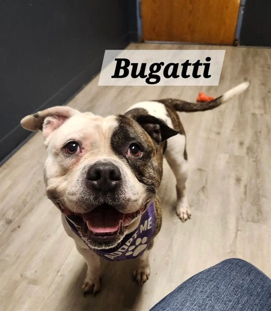 Bugatti