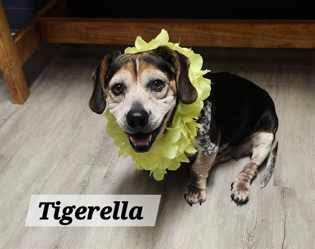 Tigerella