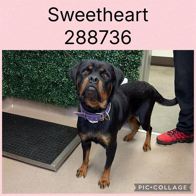 Sweetheart