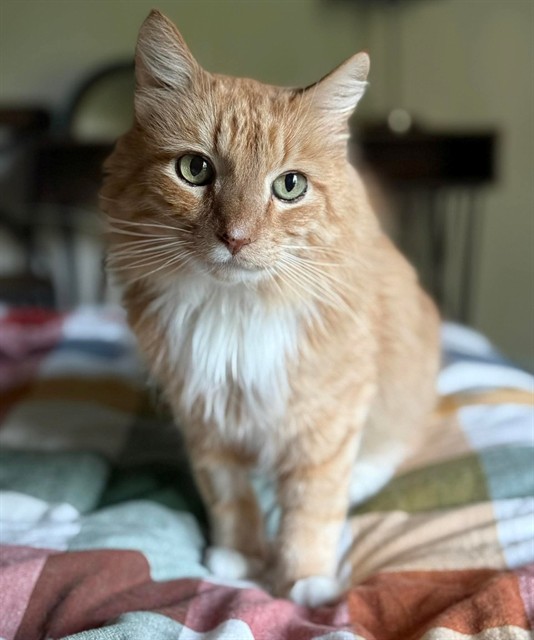 Tj