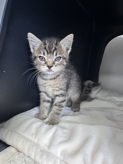 Pebble - Adoption Pending
