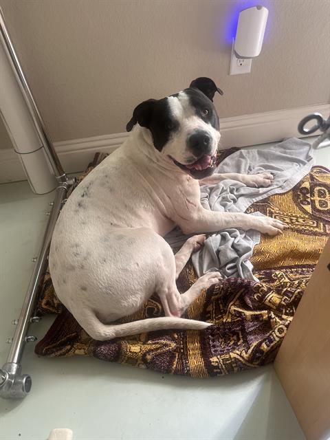 Mojo Capone