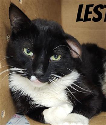 Lester