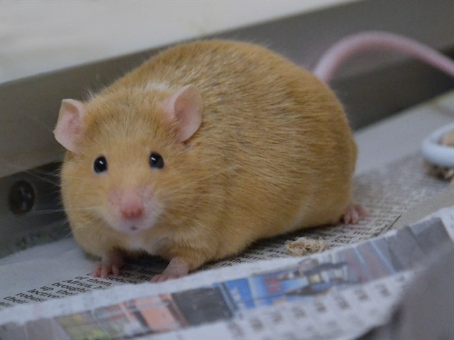 Petunia