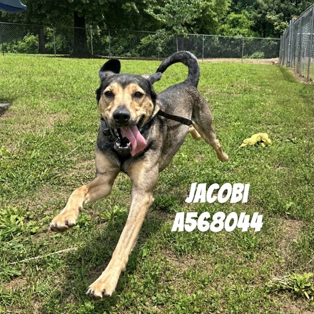 Jacobi