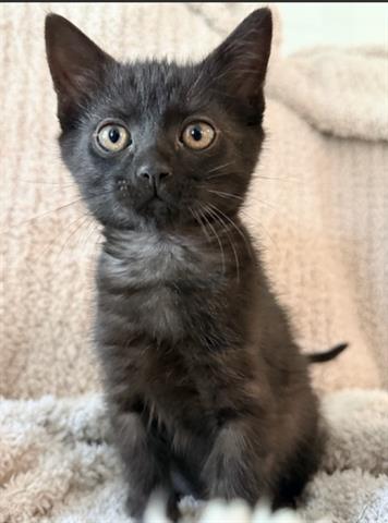 Quinn