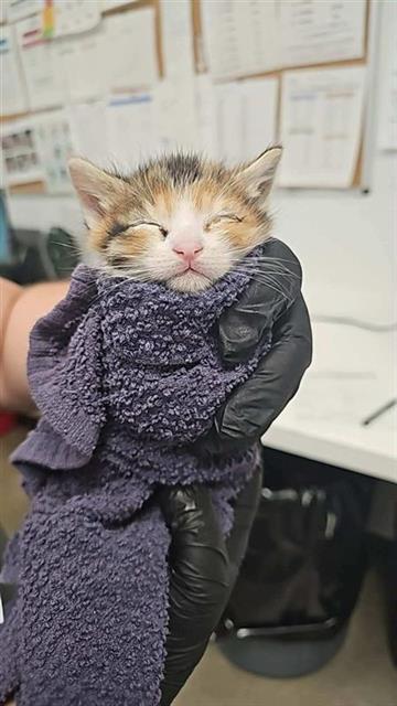 Adoptable Cat