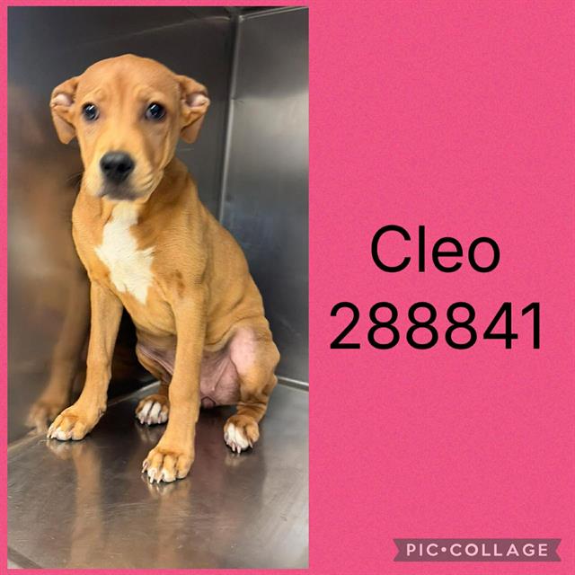 Cleo