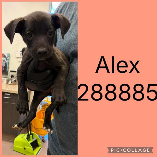 Alex