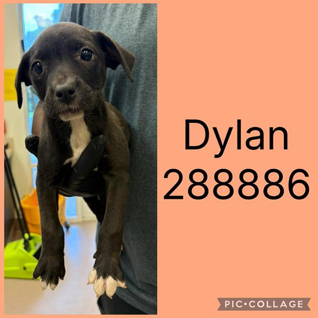 Dylan