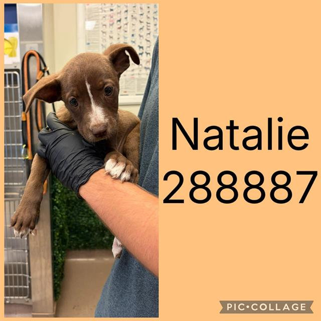 Natalie