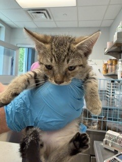 Adoptable Cat