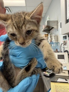 Adoptable Cat