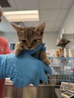 Adoptable Cat