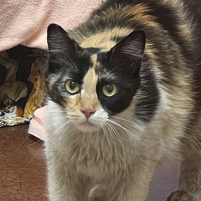 Adoptable Cat
