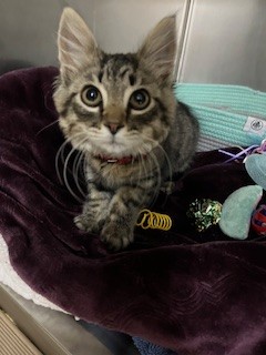 Adoptable Cat