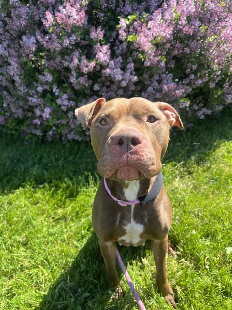 Nala