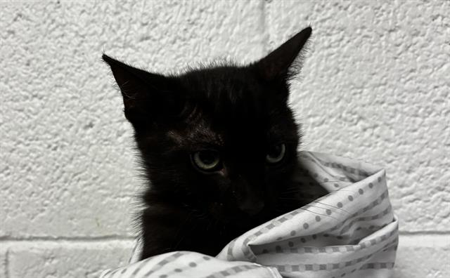 Marvolio