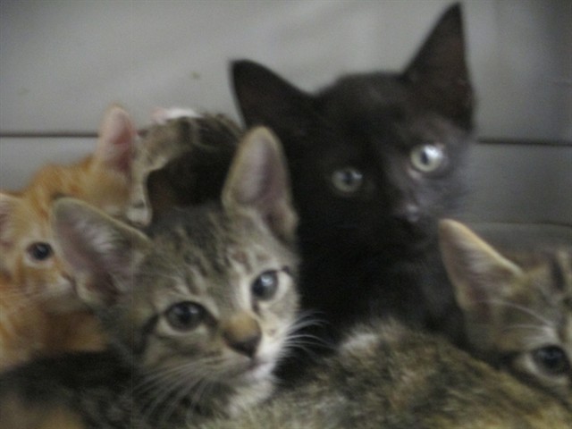 Adoptable Cat