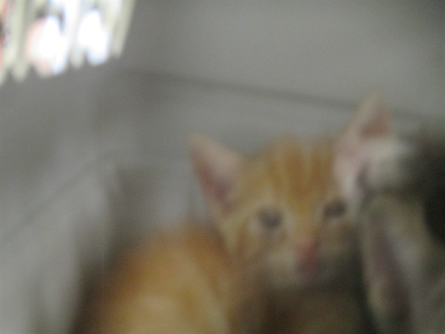 Adoptable Cat