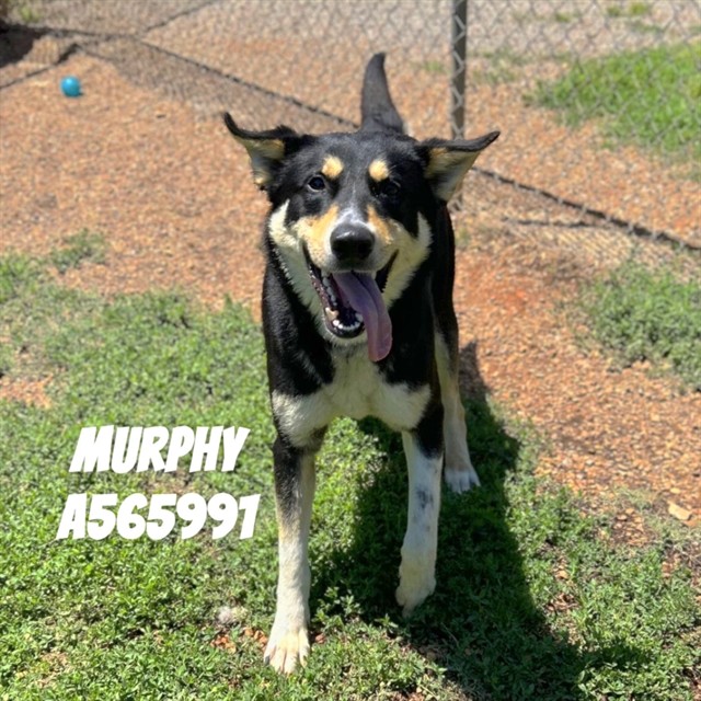 Murphy
