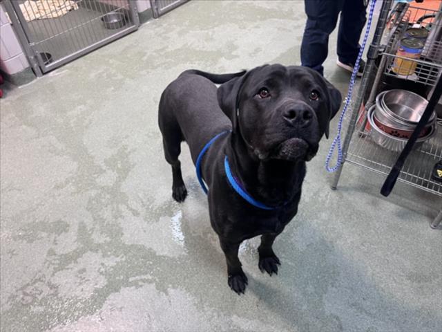 Adoptable Dog
