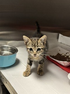 Chi