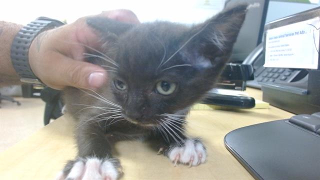 Katty