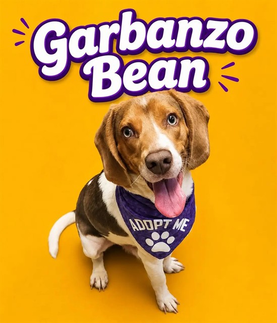 Garbanzo Bean