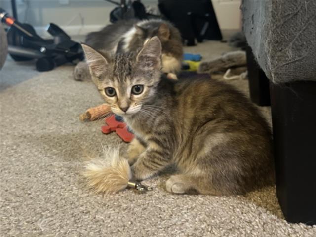 Crouton