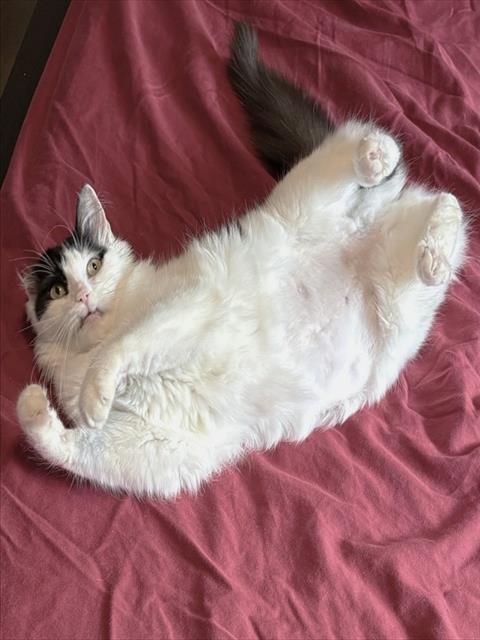 Twyla