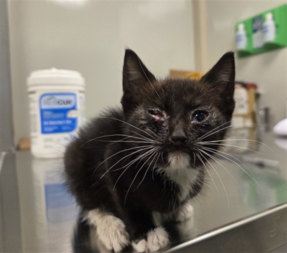 Rune - Needs A Foster
