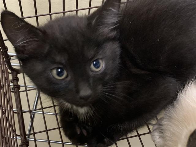 Nyx