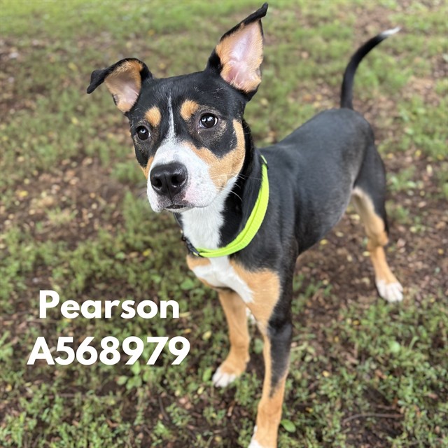 Pearson