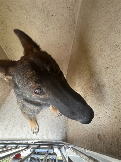 Adoptable Dog