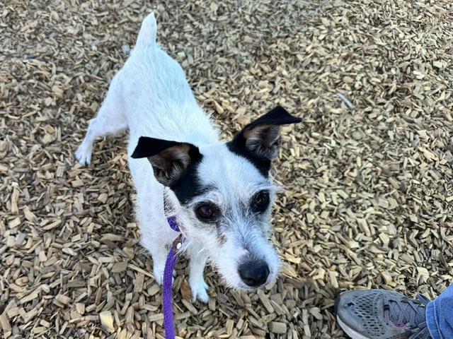 Pepper