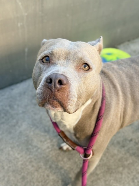 Hailey Bieber