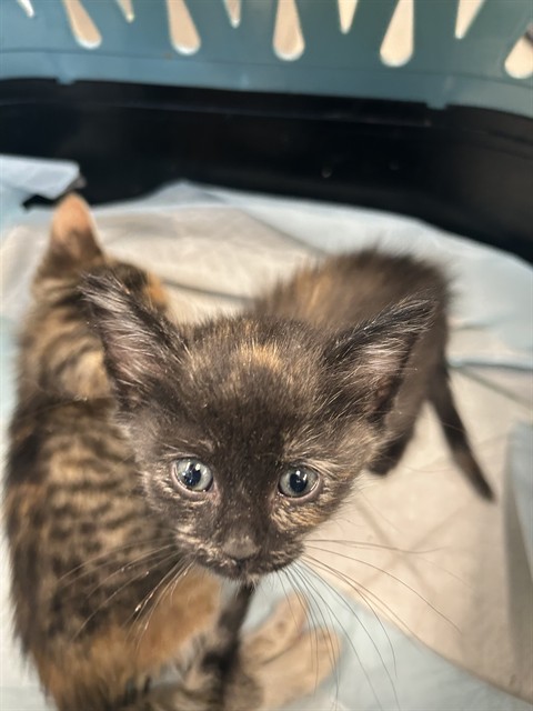 Adoptable Cat