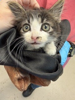 Adoptable Cat