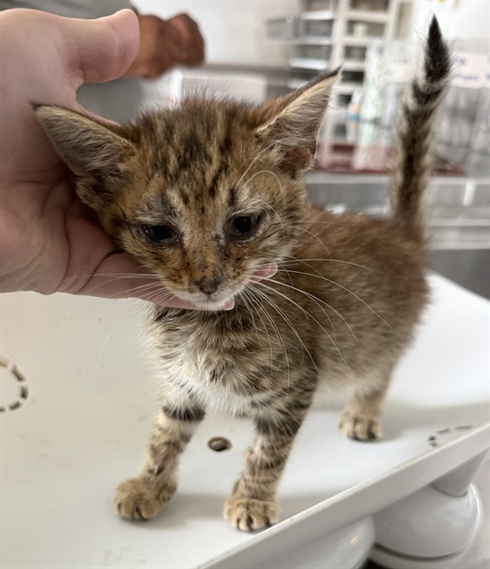 Adoptable Cat